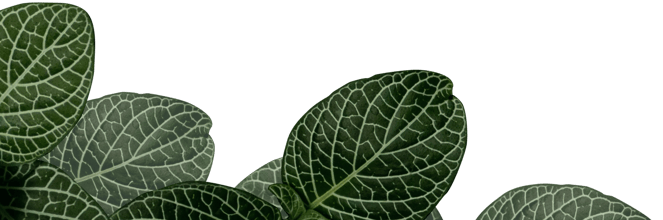 Emyze-Leaves-Mobile.png